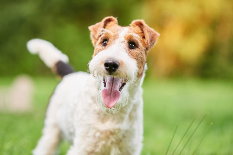 how much do wire fox terriers weigh