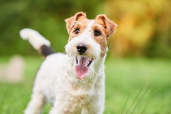 A terrier in the green grass looking happy