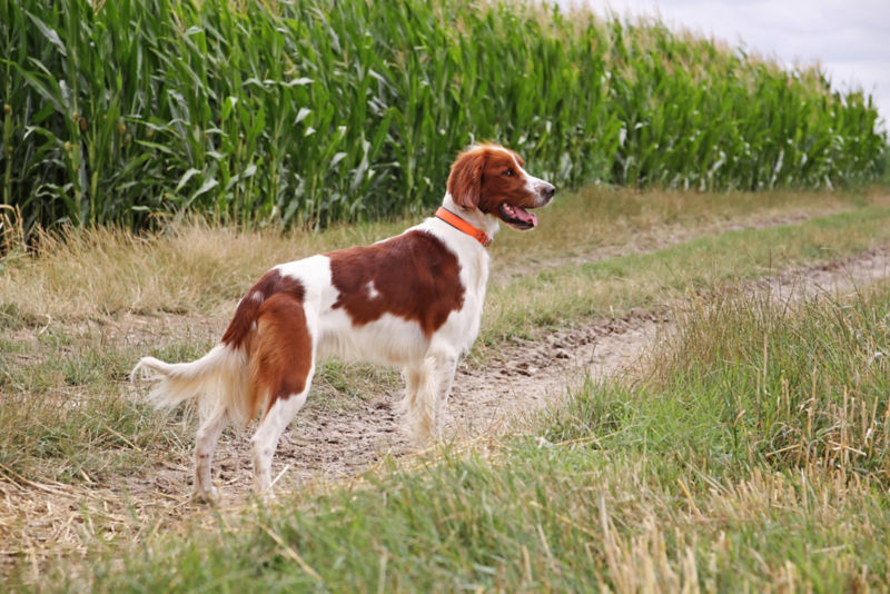 Irish red and white store setter puppies for sale