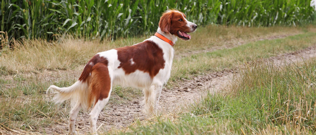 A Red-and-White Irish Setter follows a dirt path next to a cornfield.