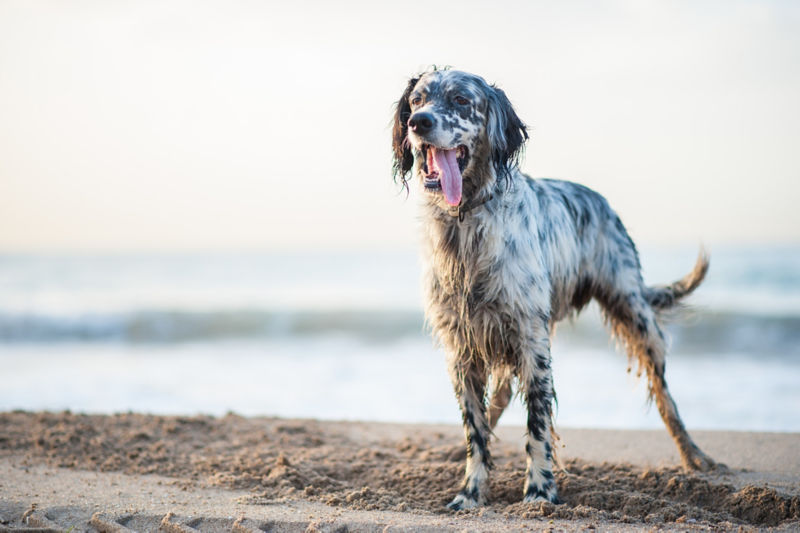 english setter duck hunting