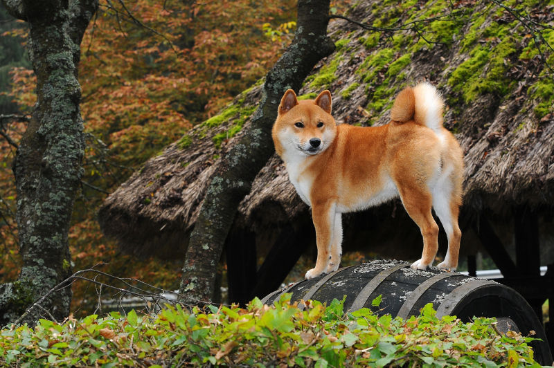 Shiba inu playing 2024 with other dogs