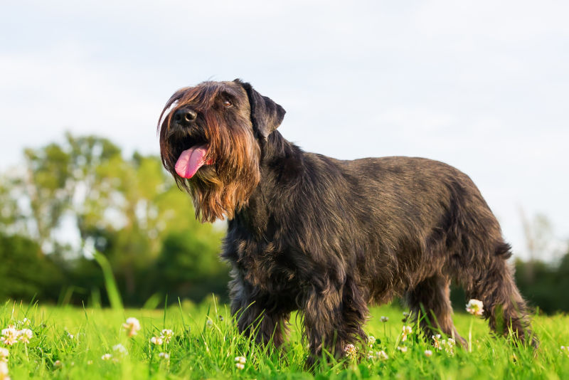 Miniature schnauzer hot sale hunting