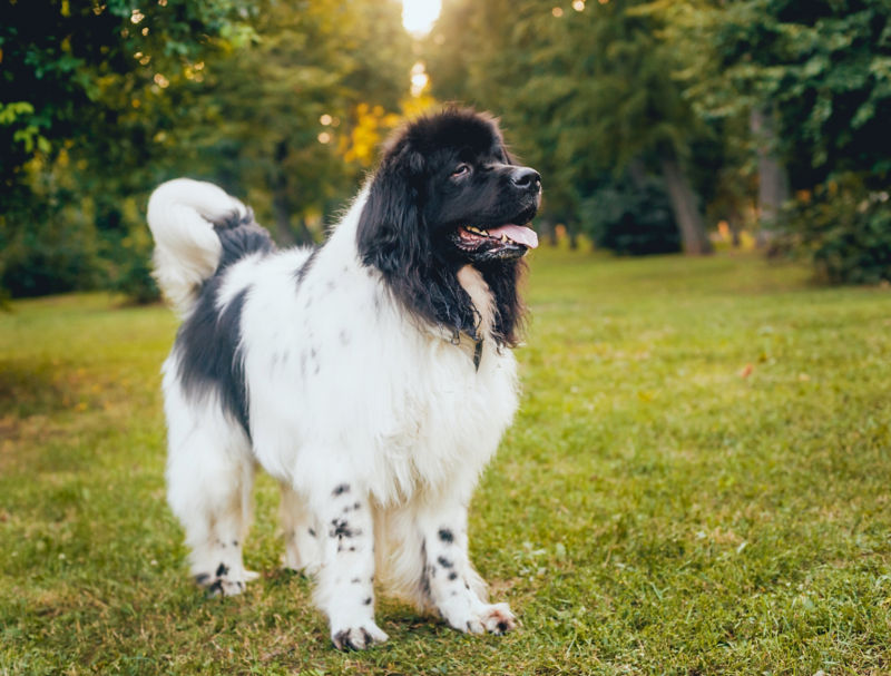 are newfoundlands good family dogs