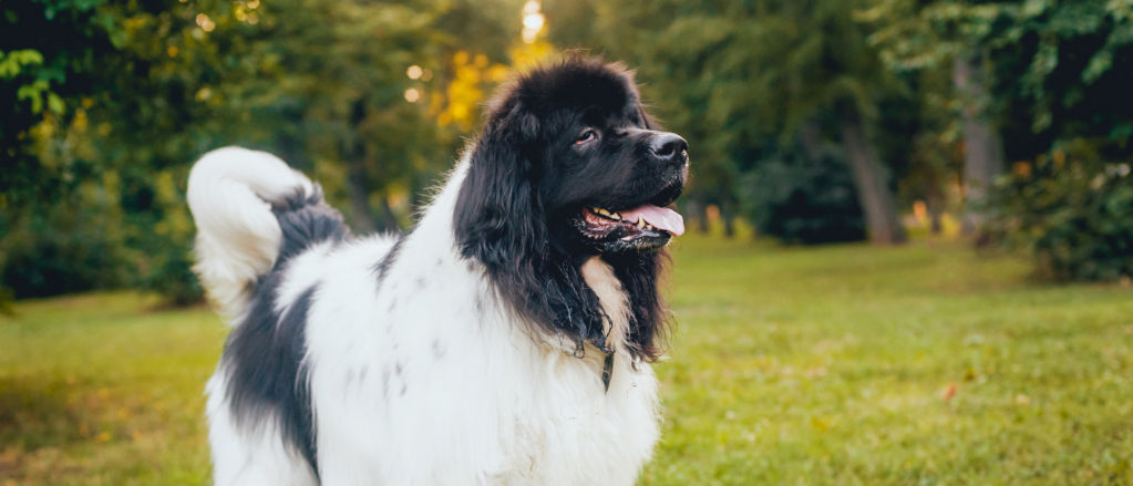 A black and white Newfoundland poses on a green lawn surrounded by trees.