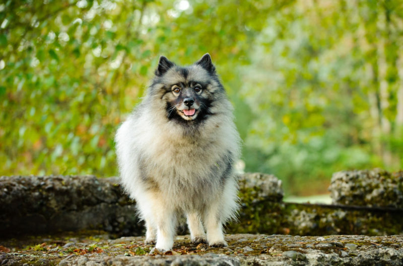 what breeds make a keeshond