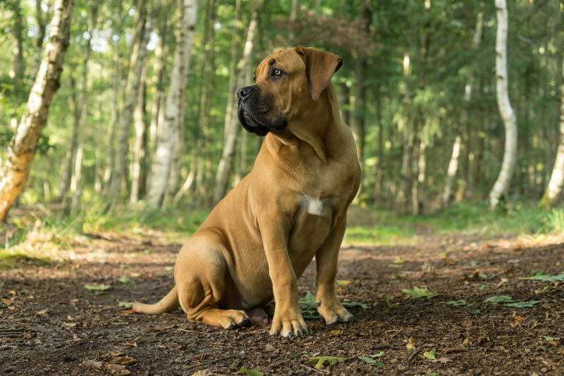 are boerboels good family pets