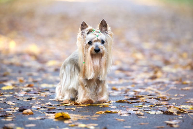 are silky terriers smart dogs