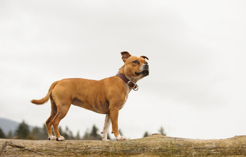 how big does a white staffordshire bull terrier get