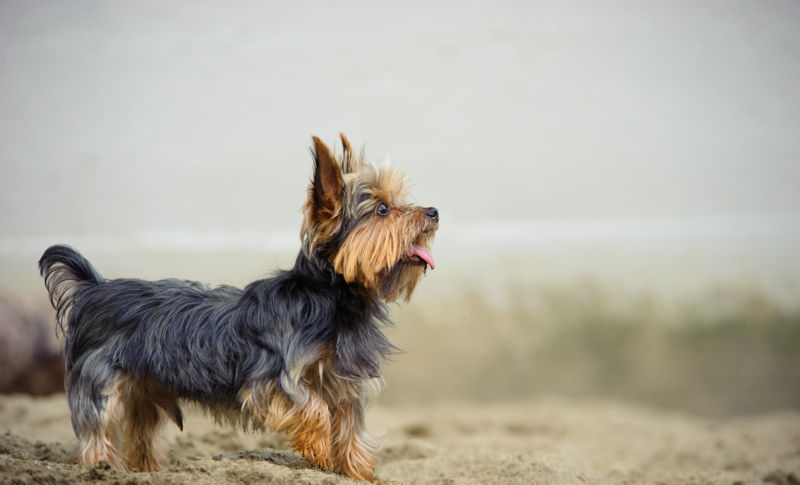 is a terrier mix hypoallergenic