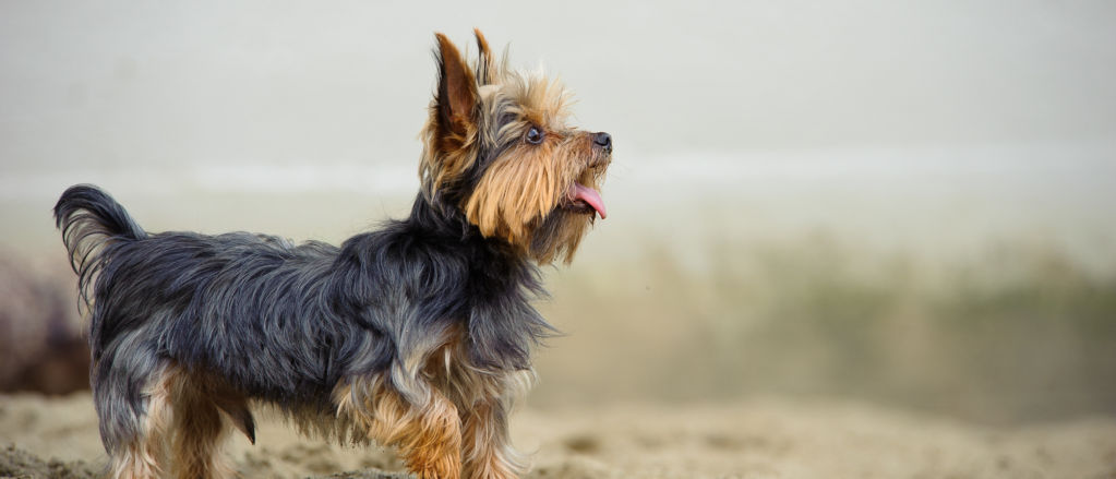 A Yorkshire Terrier plays on a beach.