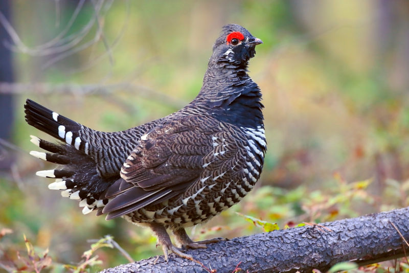 A gorgeous male ruffed grouse.