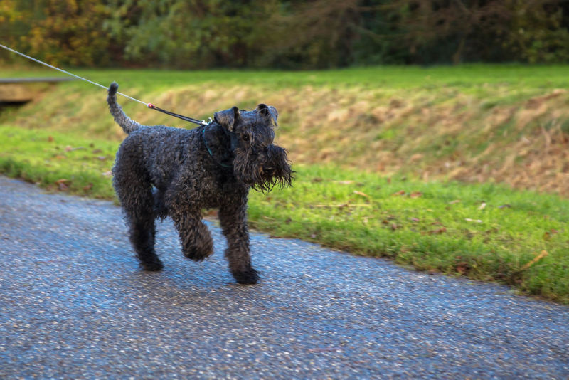 Kerry blue clearance terrier size