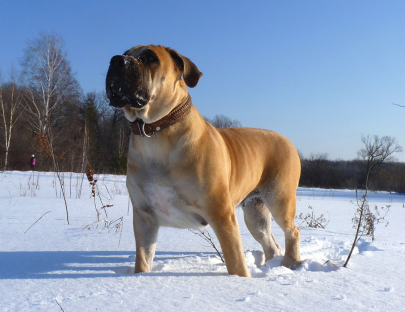 Bullmastiff hypoallergenic hot sale