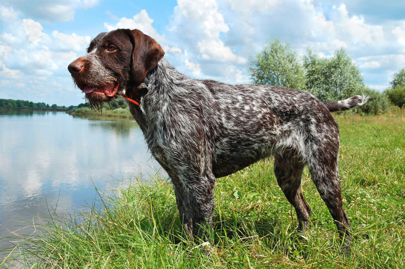 German Wirehaired Pointer - All About Dogs | Orvis