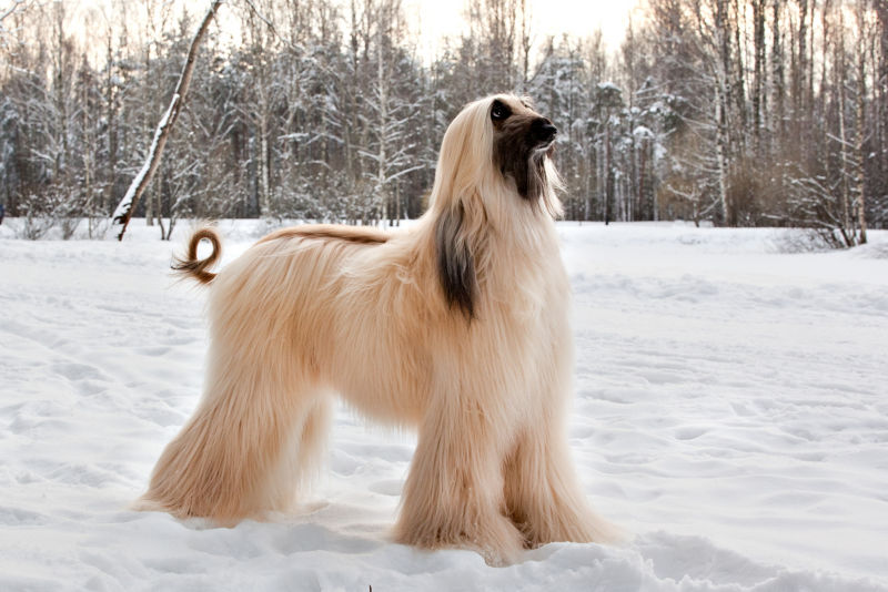 do afghan hounds smell 2