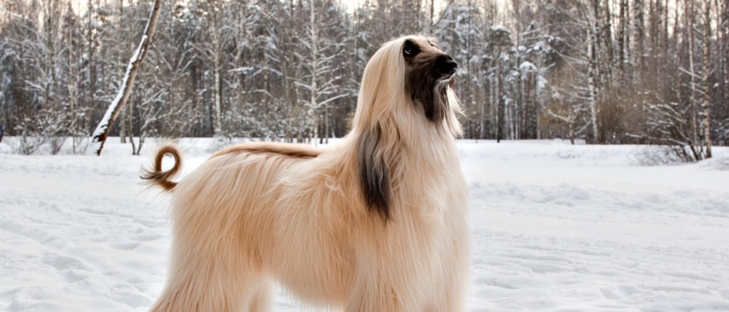 A gorgeous cream Afghan Hound poses in the snow.