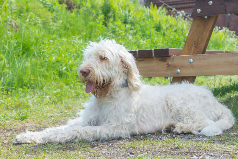 Italian Spinone Brown Roan