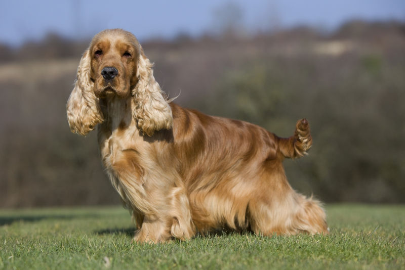 Miniature cocker 2024 spaniel size