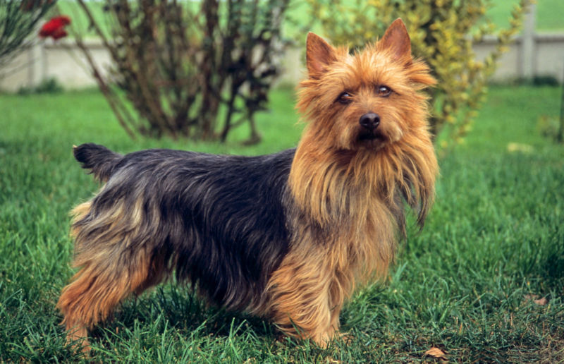 Australian Terrier - All About Dogs | Orvis