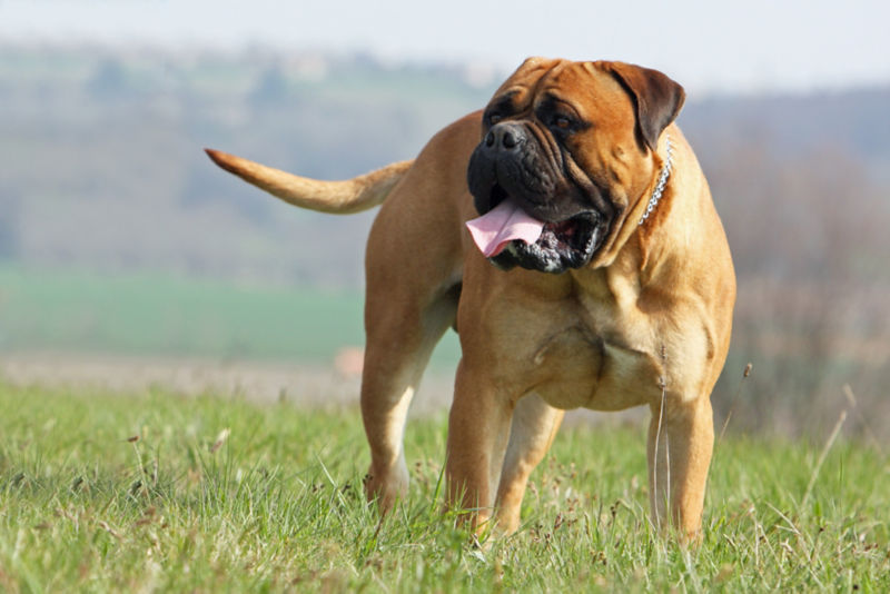 A Mastiff stands in a field on a hazy day.
