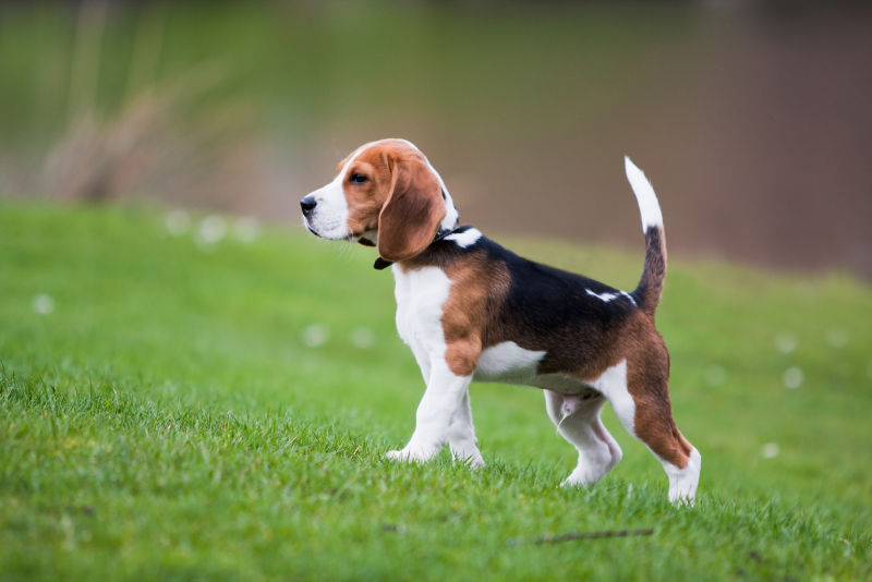 are beagles good to train