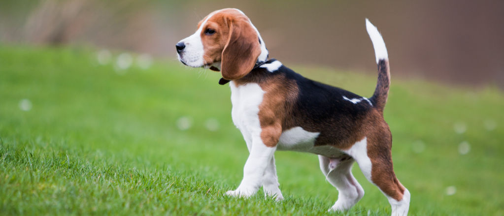 A young beagle climbs a green slope.