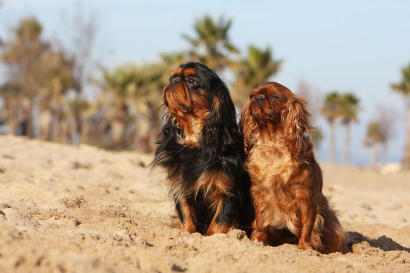 king charles spaniel mix breeds