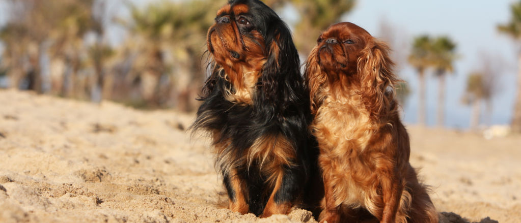 Two English Toy Spaniels sit on a beach.