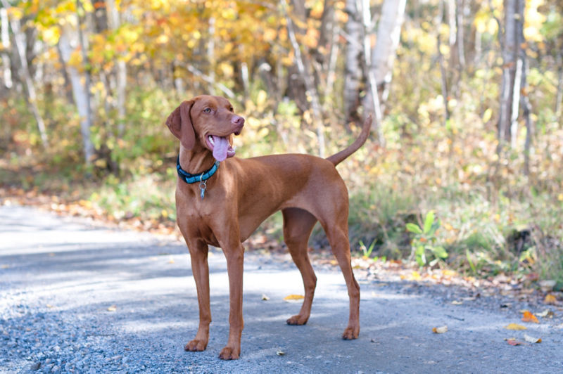 can vizslas be left alone