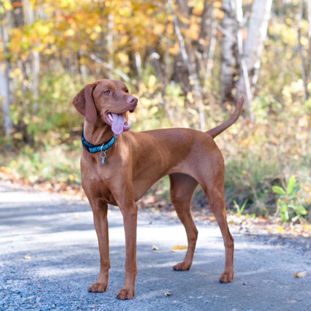 A brown dog wearing a collar standing alone in the road during fall