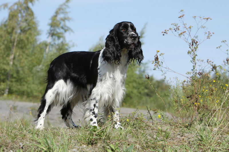 An English Springer Spaniel stands on a dirt road.