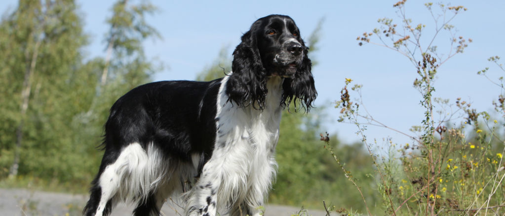 An English Springer Spaniel stands on a dirt road.