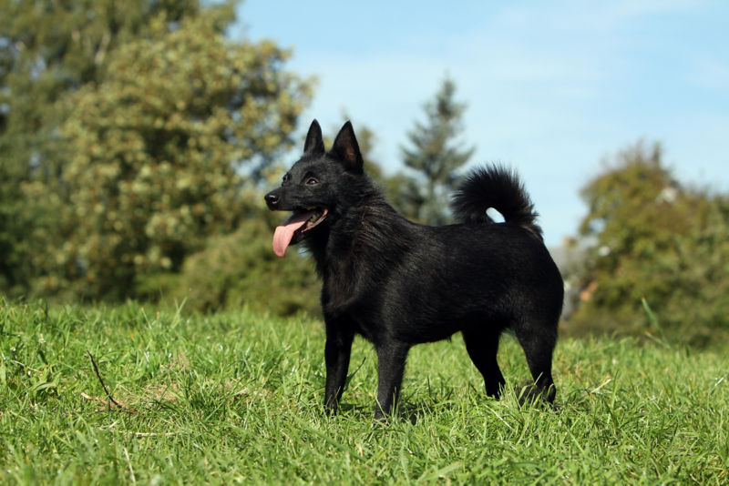 are schipperke the most intelligent dogs