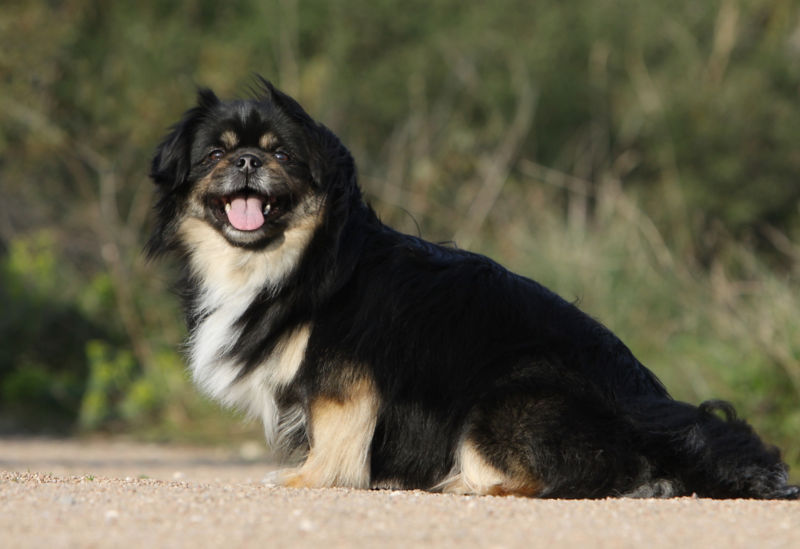 Tibetan spaniel store black and white