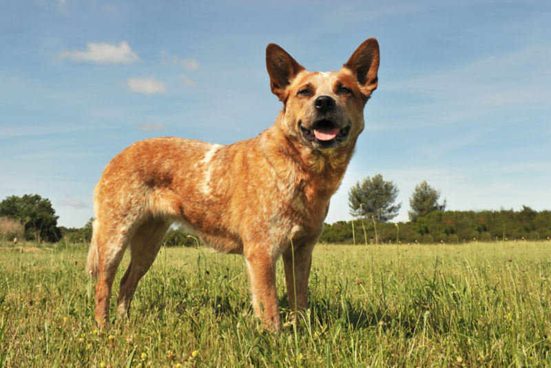 Do red sale heelers shed