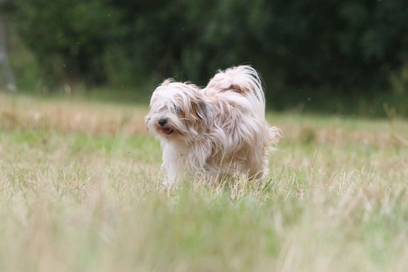 A Tibetan Terrier picks their way through a field of tall grasses.