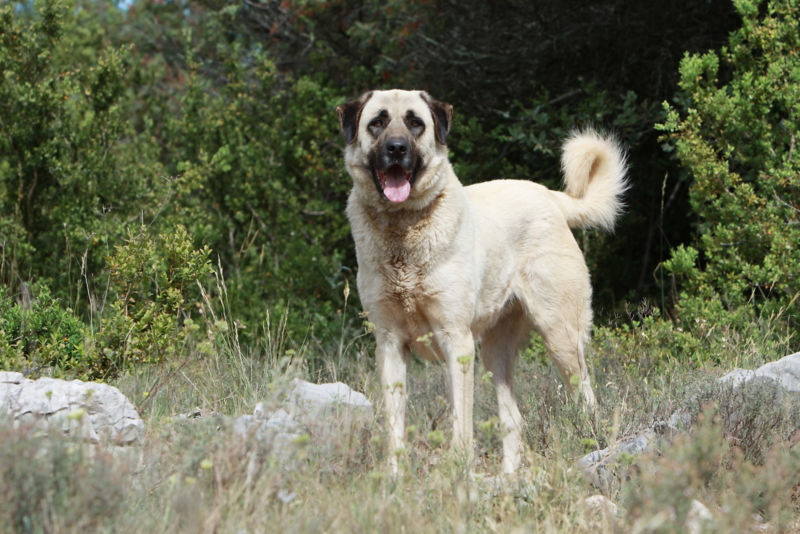 are anatolian shepherds good with children