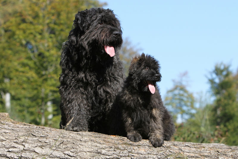 A clearance bouvier dog