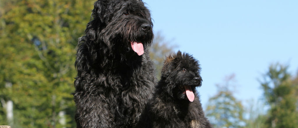 A Bouvier des Flandres and a puppy pose with matching tongues panting.