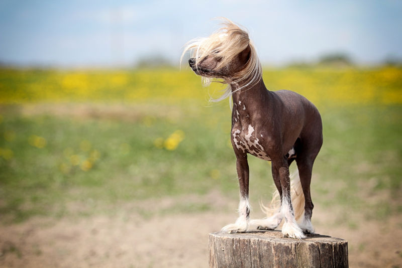 A chinese hot sale crested