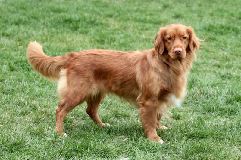 Nova scotia duck tolling retriever best sale in not