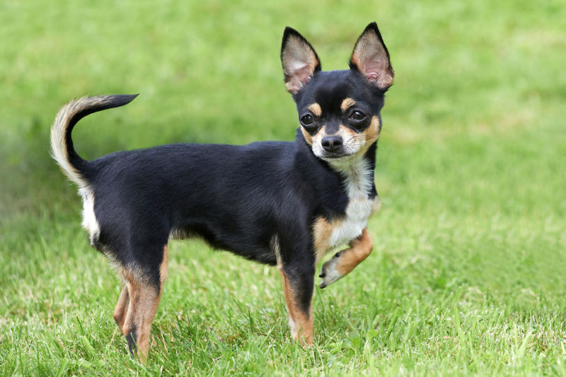 do terrier chihuahua shed