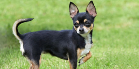 Chihuahua standing in the green grass with his ears pointing up straight