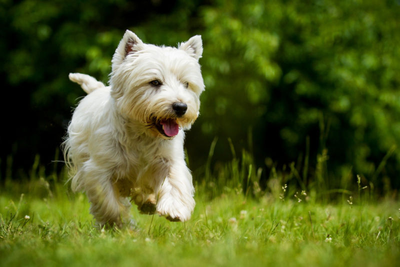 Puppy Dog West Highland White Terrier Breed Digging a Hole Canine Sculpture 