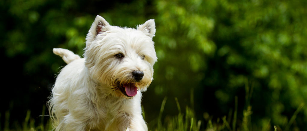 A West Highland White Terrier bounces over a field of grass.