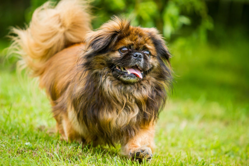 can pekingese be left alone