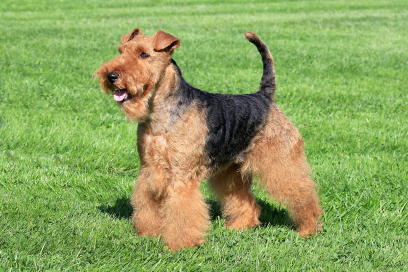 Airedale terrier best sale temperament friendly