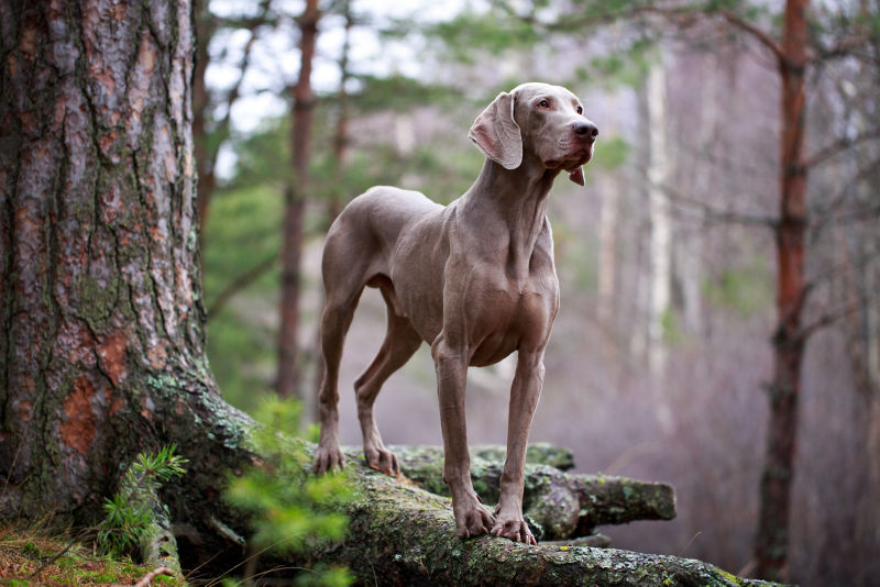 Long 2024 coat weimaraner