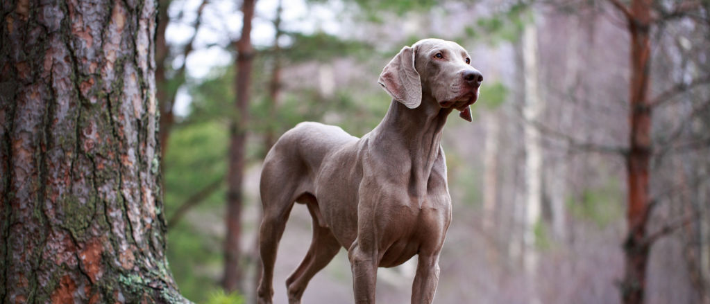 A silver Weimaraner stands on a tree root in a misty wood.